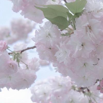 大连FurryQQ群介绍